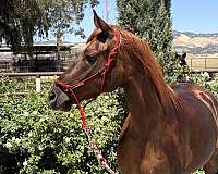 chestnut-grulla-arabian-friesian-foal