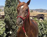 chestnut-grulla-champion-horse