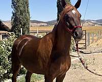 chestnut-grulla-stallion-horse