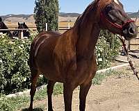 chestnut-grulla-therapy-horse