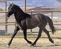 therapy-foal