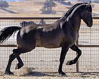 chestnut-grulla-apha-mare