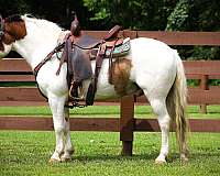 show-wi-paint-horse