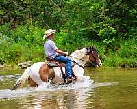 tovero-show-wi-horse