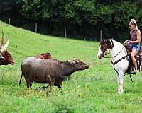 show-wi-gelding
