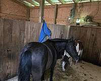 black-pinto-miniature-mare-broodmare