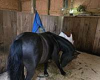 8-hand-pinto-mare