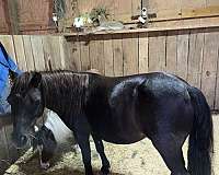 black-pinto-mare-broodmare-for-sale