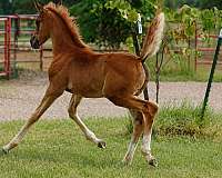 briar-dutch-warmblood-horse