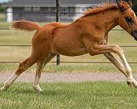confidence-dutch-warmblood-horse