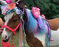 pinto-horse-for-sale