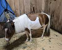 therapy-miniature-pinto-horse