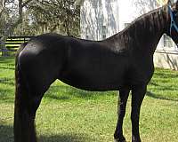 none-horse