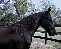 black-none-horse