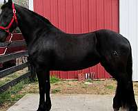 friesian-horse
