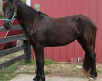 none-horse