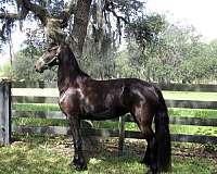 black-none-horse