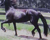 friesian-horse