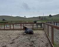 dressage-thoroughbred-horse