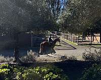 hunt-seat-equitation-thoroughbred-horse