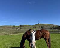 hunter-thoroughbred-horse