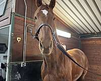 hypp-nn-thoroughbred-horse