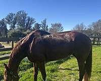 hunter-jumper-thoroughbred-horse