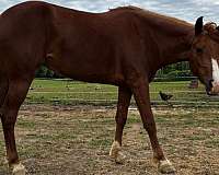 all-around-quarter-pony