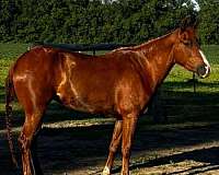 14-hand-quarter-pony-filly