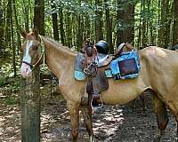 white-lower-lip-chin-horse