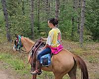 red-dun-irregular-blaze-horse