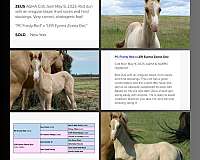 red-dun-white-lower-lip-chin-horse
