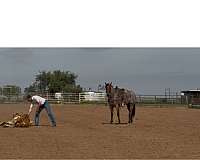 star-left-right-coronet-white-horse