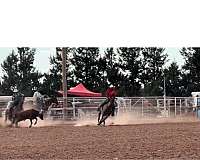bay-roan-star-left-right-coronet-white-horse