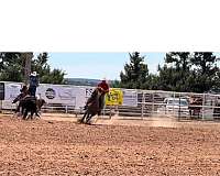 roping-futurity-quarter-horse