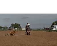 roping-futurity-horse