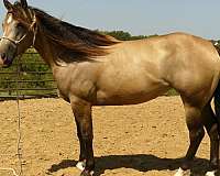 ranch-quarter-horse