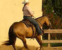 ranch-versatility-quarter-horse