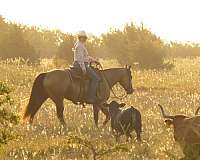 ranch-work-quarter-horse