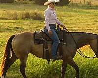 ridden-western-quarter-horse