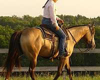 team-penning-quarter-horse