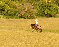 trail-quarter-horse