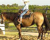 trail-class-competition-quarter-horse