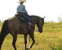 trail-riding-quarter-horse