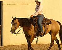western-dressage-quarter-horse