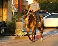 western-riding-quarter-horse