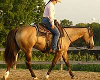 buckskin-quarter-horse-gelding