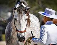 all-around-andalusian-horse