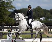athletic-andalusian-horse