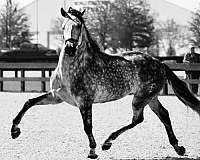 breeding-andalusian-horse